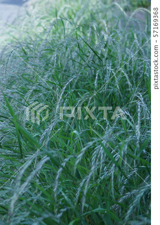 山茶花 57169368