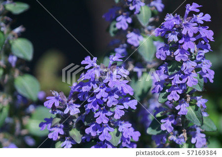 Western Twelve Ajuga Flower language "strong connection" Western Twelve Ajuga Flower language "strong connection" 57169384