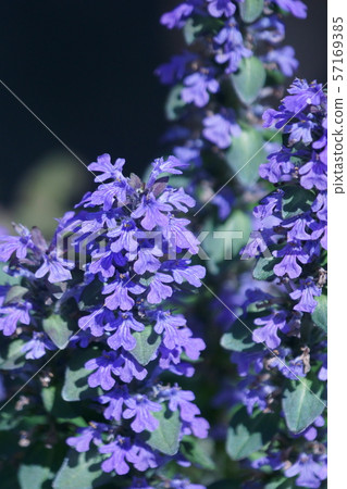 Western Twelve Ajuga Flower語言“強烈聯繫” Western Twelve Ajuga Flower語言“強烈聯繫” 57169385