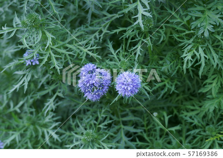 GiliáReptança藍色的花語是“來這裡” GiliáReptança藍色的花語是“來這裡” 57169386
