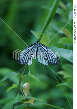 Red star sesame spot butterfly 57169389