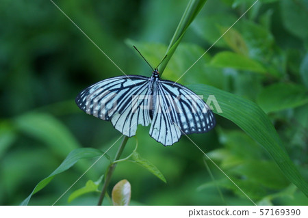 Red star sesame spot butterfly 57169390