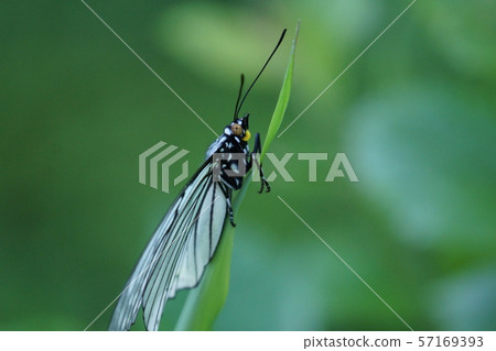 Red star sesame spot butterfly 57169393