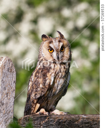 Long-eared owl perched on a post Long-eared owl perched on a post 57169533
