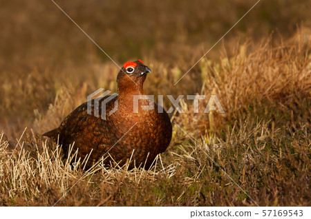 Male red grouse in the field of heather in autumn Male red grouse in the field of heather in autumn 57169543