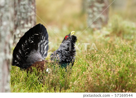 Close up of a western capercaillie in the forest Close up of a western capercaillie in the forest 57169544