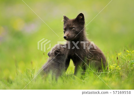 Female Arctic Fox with a cute little cub 57169558