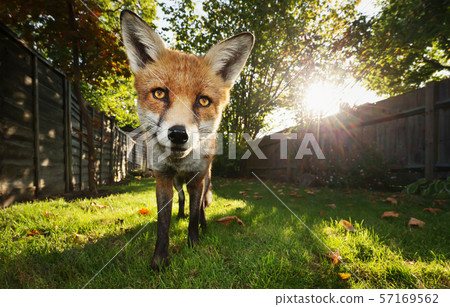 Close up of a red fox at sunset 57169562