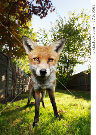 Close up of a red fox at sunset 57169563