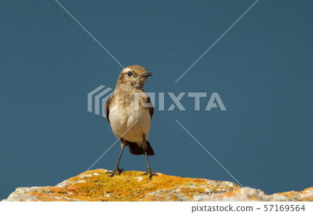 Pied Wheatear perched on a rock  57169564