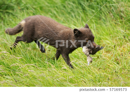 Female Arctic fox carrying a dead bird for cubs Female Arctic fox carrying a dead bird for cubs 57169573