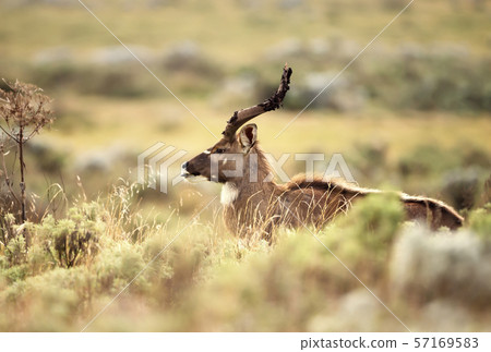 Close up of a Mountain Nyala standing in the grass Close up of a Mountain Nyala standing in the grass 57169583