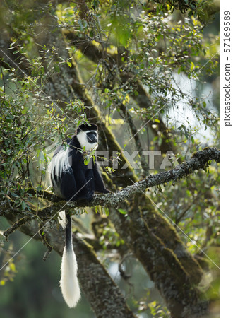 Mantled guereza (Colobus guereza) monkey in a tree 57169589