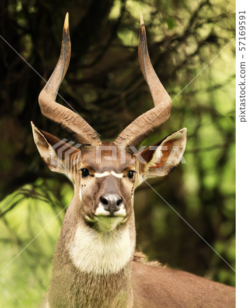 Close up of a male Mountain Nyala 57169591