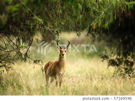 Close up of a Bohor Reedbuck in Grasslands 57169596