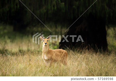 Close up of a Bohor Reedbuck in Grasslands 57169598