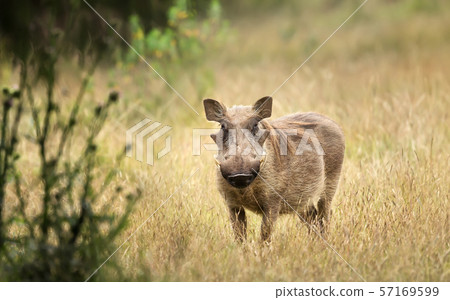 Close up of a common Warthog standing in the grass Close up of a common Warthog standing in the grass 57169599