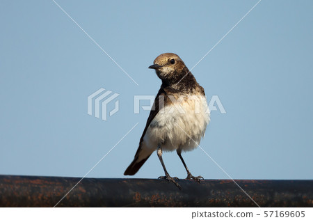 Close up of a Pied Wheatear against blue sky 57169605