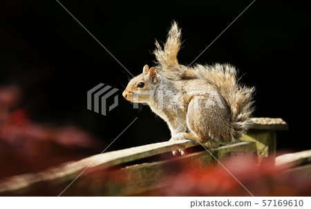 Eastern Grey squirrel sitting on a wooden fence 57169610