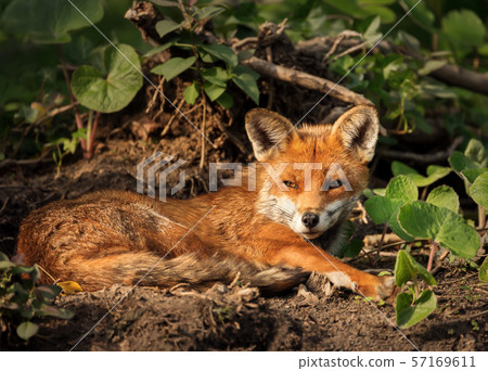 Close up of a red fox laying on the ground Close up of a red fox laying on the ground 57169611