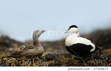 Close-up of a female and male common eiders Close-up of a female and male common eiders 57169613