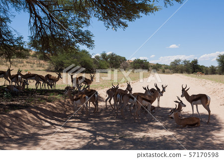 Springbok on the road Springbok on the road 57170598
