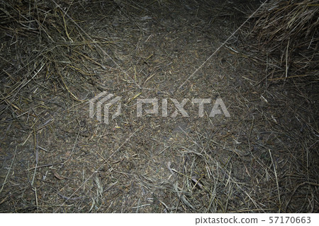 Barn floor covered with hay backdrop. Barn floor covered with hay backdrop. 57170663