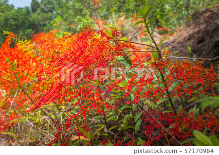 .beautiful Red wild orchid in Khao Yai National 57170964