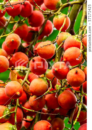 branch ripe red betel nut bright close-up vertical 57171425