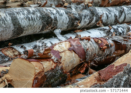 long trunks sawmills birch logs peeling bark 57171444