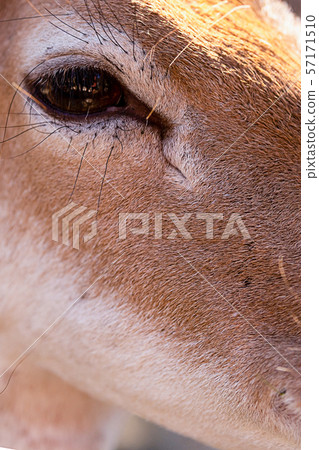 dark eye close-up light brown deer young looking dark eye close-up light brown deer young looking 57171510