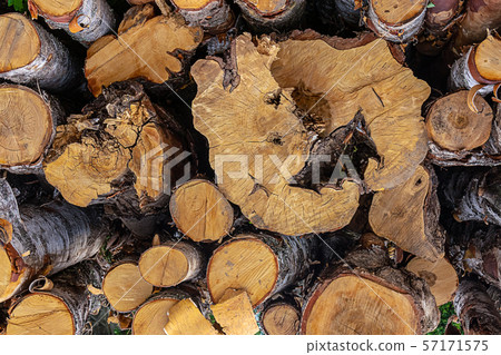 old wood dried cracked close-up thick thin bumpy 57171575