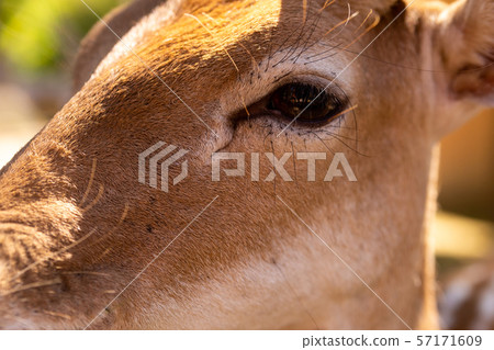 muzzle deer dark black eyes close-up portrait wild 57171609