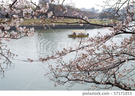 櫻花盛開的大田河的風景 57171853