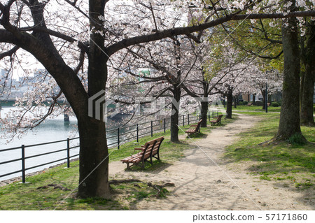 在櫻花盛開的寺町河岸公園 57171860