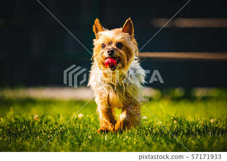 An amazing Yorkshire Terrier is having fun running towards camera. An amazing Yorkshire Terrier is having fun running towards camera. 57171933