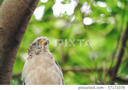 Kammuriwashi Kammuriwashi 57172076