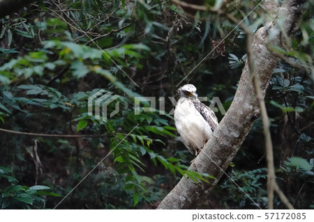 Kammuriwashi 57172085