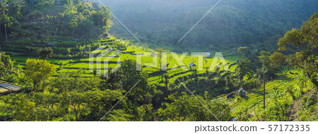 Green cascade rice field plantation at Bali, Indonesia 57172335