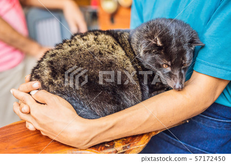 kopi luwak asian palm civet caffee, eyes closeup, most expensive coffee animal kopi luwak asian palm civet caffee, eyes closeup, most expensive coffee animal 57172450