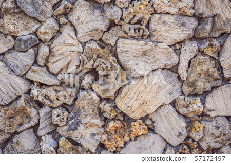 The multiplicity of corals on the wall, coral texture, coral background The multiplicity of corals on the wall, coral texture, coral background 57172497