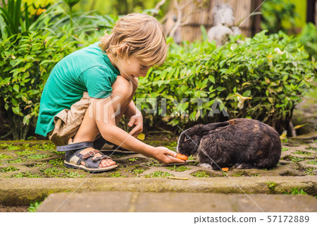The boy feeds the rabbit. Cosmetics test on rabbit animal. Cruelty free and stop animal abuse The boy feeds the rabbit. Cosmetics test on rabbit animal. Cruelty free and stop animal abuse 57172889
