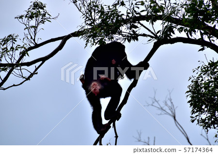 橫濱ZOORASIA Zoo Chimpanzee 橫濱ZOORASIA Zoo Chimpanzee 57174364