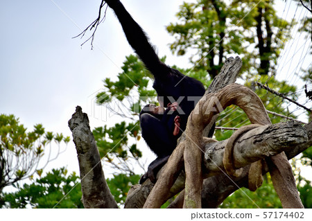 橫濱ZOORASIA Zoo Chimpanzee 57174402
