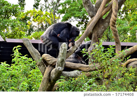 Yokohama ZOORASIA Zoo Chimpanzee Yokohama ZOORASIA Zoo Chimpanzee 57174408