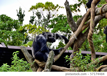 Yokohama ZOORASIA Zoo Chimpanzee Yokohama ZOORASIA Zoo Chimpanzee 57174484