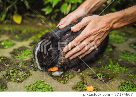 Hands protect rabbit. Cosmetics test on rabbit animal. Cruelty free and stop animal abuse concept Hands protect rabbit. Cosmetics test on rabbit animal. Cruelty free and stop animal abuse concept 57174607