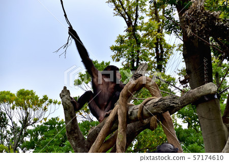 橫濱ZOORASIA Zoo Chimpanzee 57174610