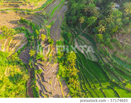 Green cascade rice field plantation at Bali, Indonesia 57174685
