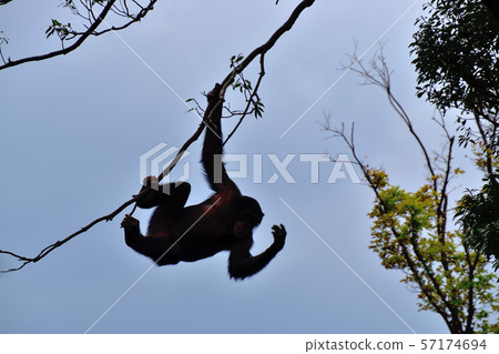 橫濱ZOORASIA Zoo Chimpanzee 57174694